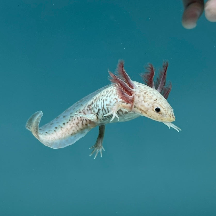 Axanthic Copper Axolotl — image 2