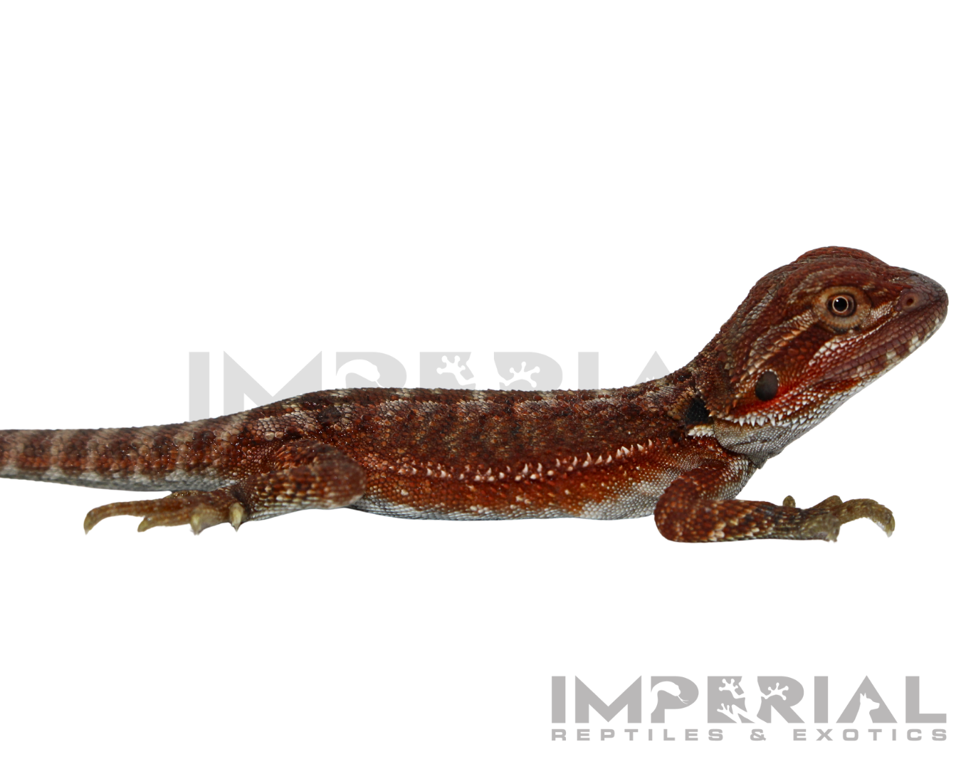Hypo Red Monster Bearded Dragon Baby