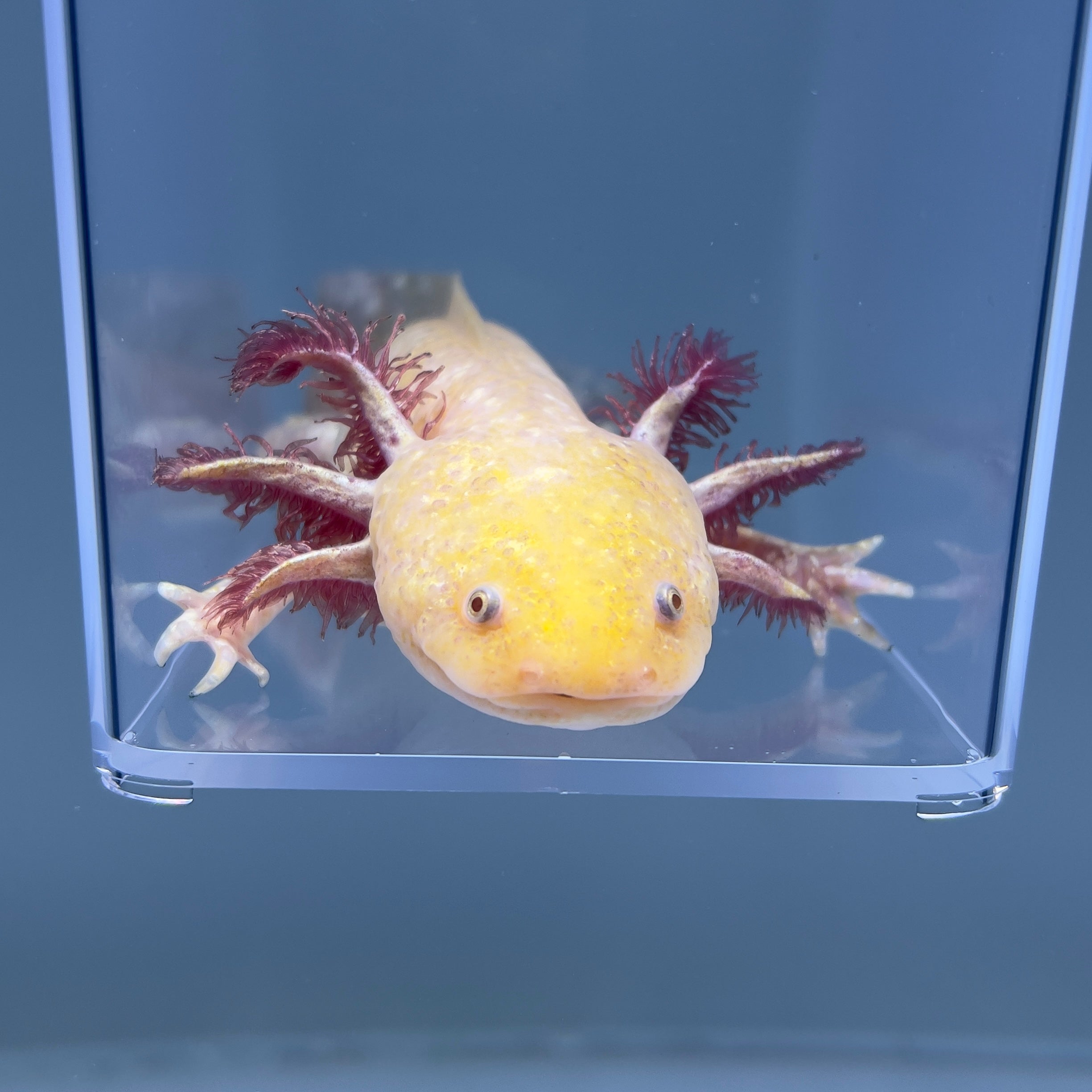 Midas (Male)