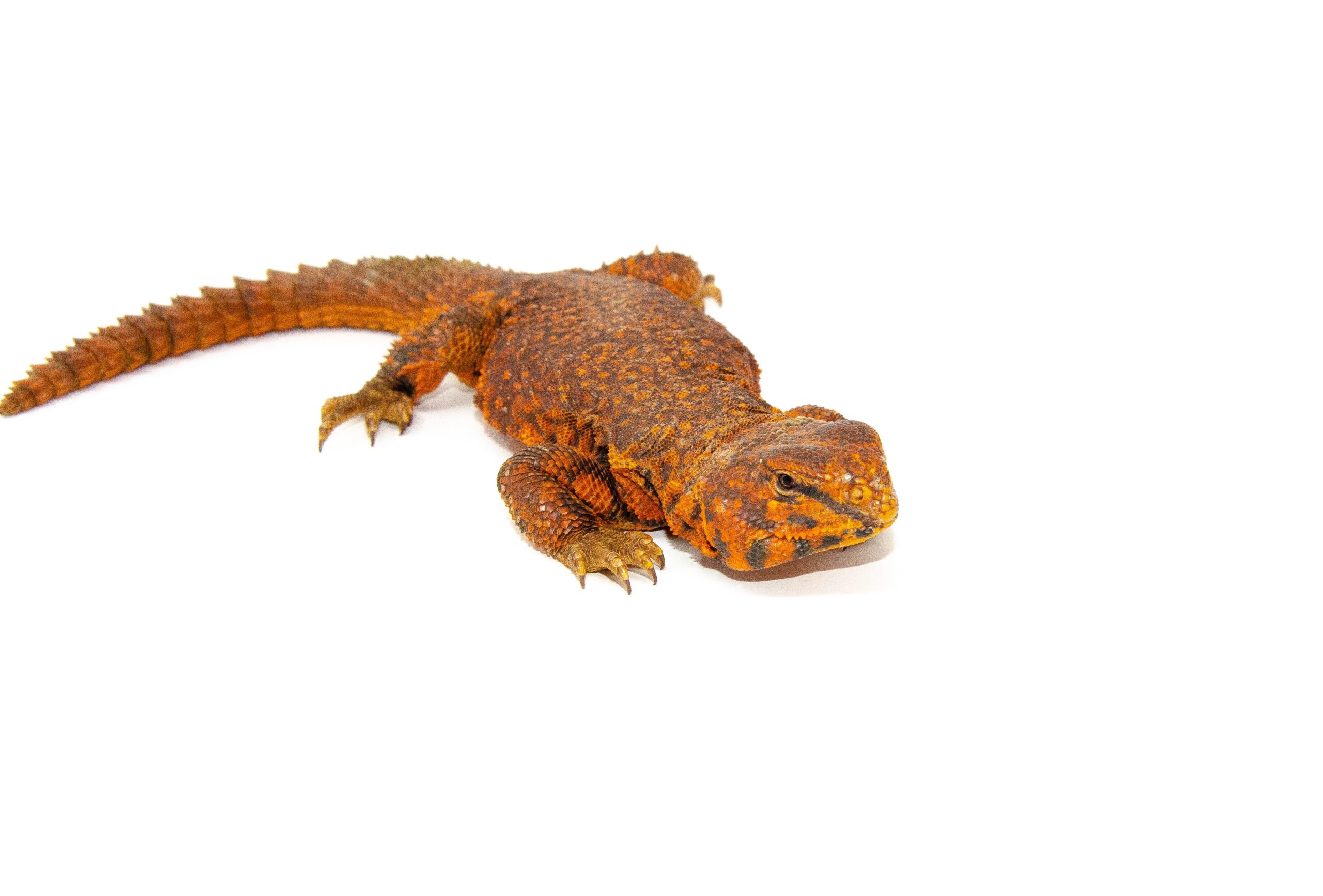 Super Red Niger Uromastyx (Uromastyx geyri) — image 2