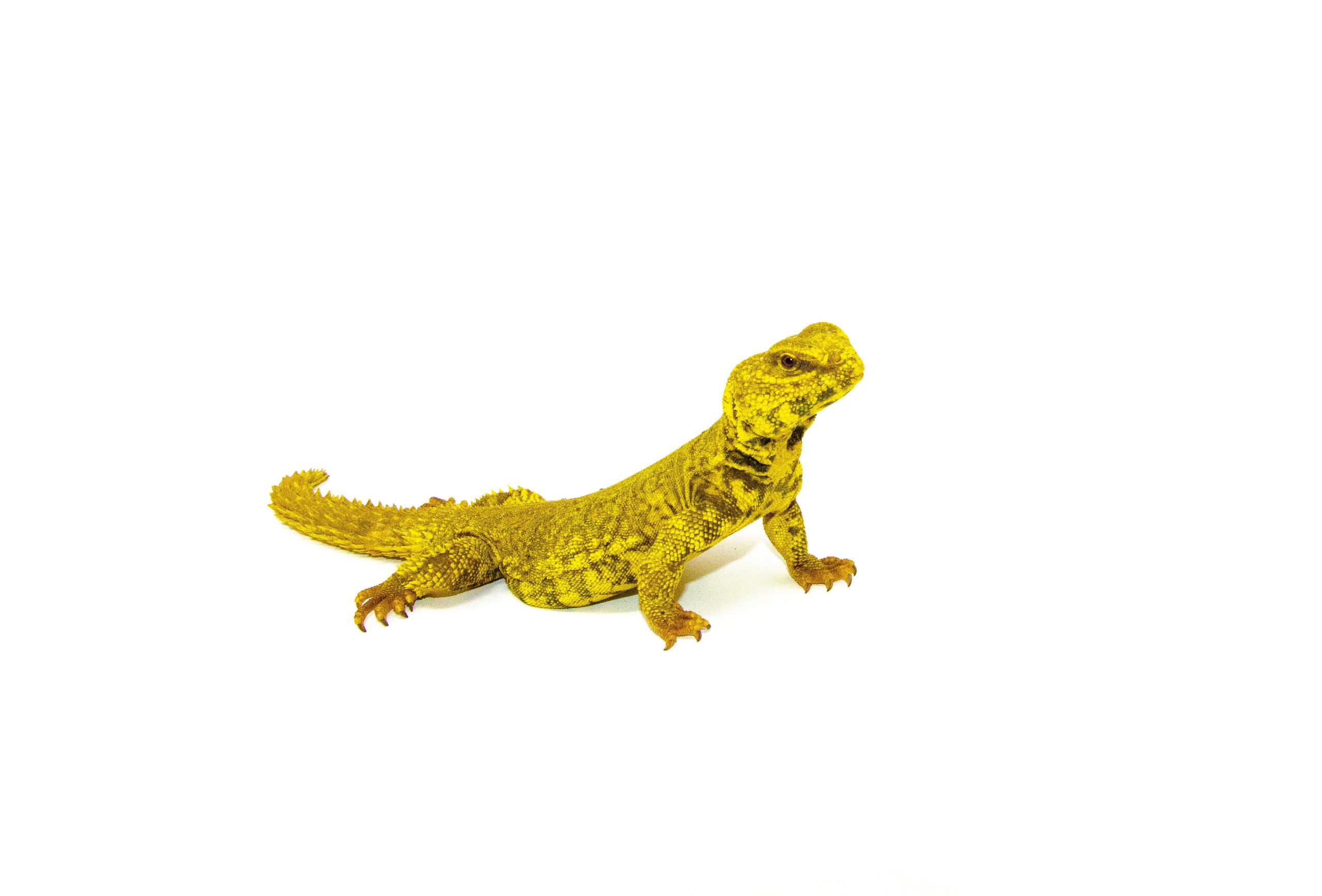 Super Yellow Niger Uromastyx (Uromastyx Geyri)